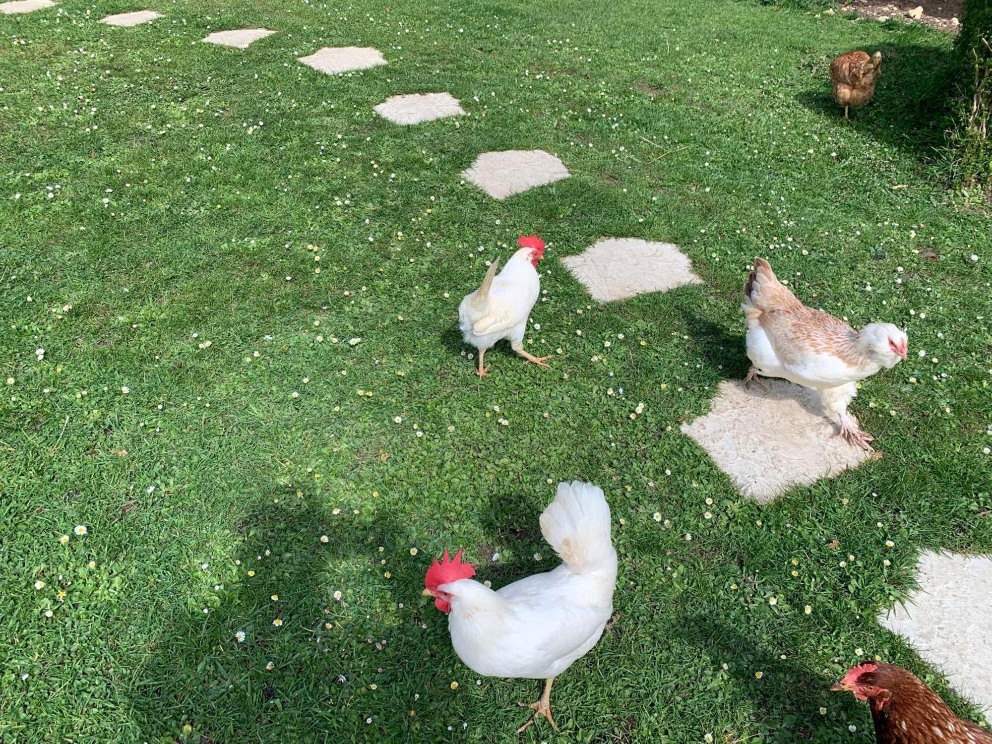 Gite "Le Refuge" Dans Un Domaine De 7Ha Au Calme Vimoutiers Kültér fotó